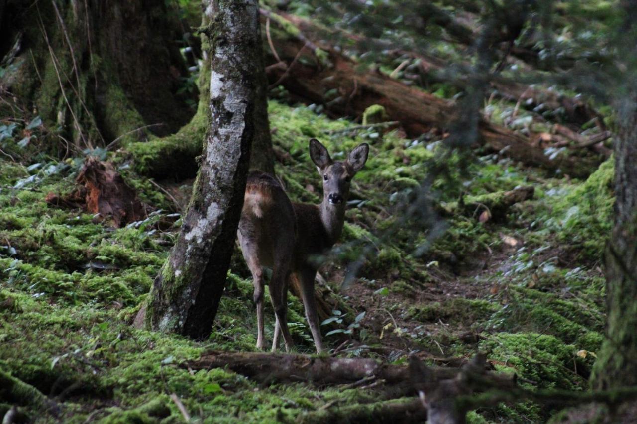 Gite Du Montagnol A Payolle Sainte-Marie-de-Campan Kültér fotó